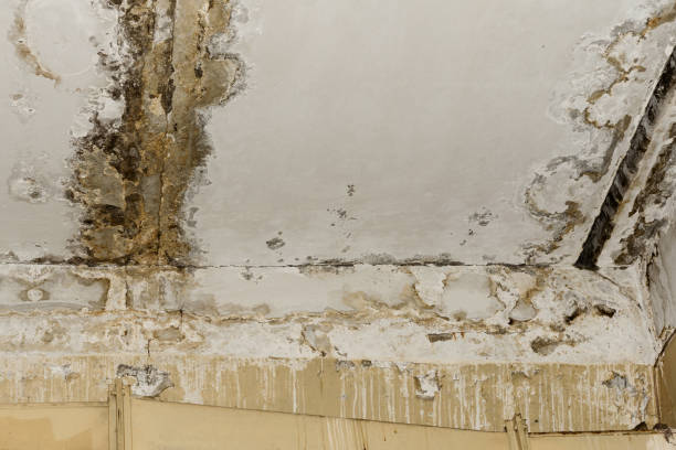 Best Water damage restoration near me  in Cottage Grove, MN